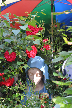 Our Lady Of The Rainbow Roses